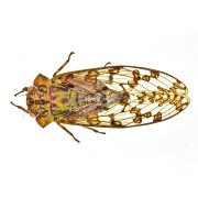 CICADA SSP